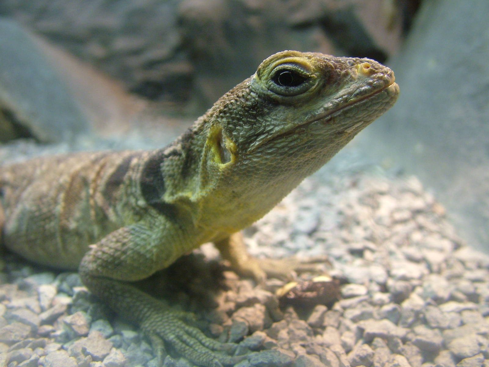 Cuvier's Madagascar Swift at Darmstadt, 30/08/10