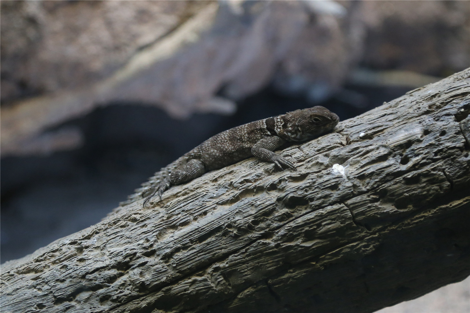 Cuvier's Madagascar swift-identified