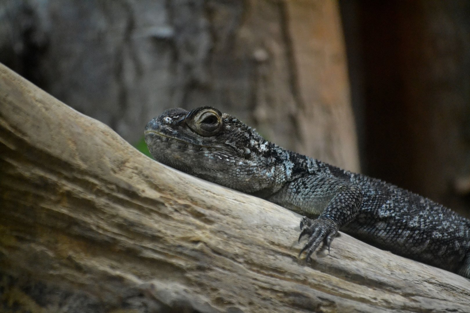 Cuvier's Madagascar Swift - March 2018