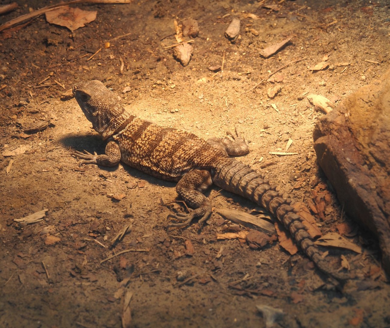 Cuvier's madagascar swift (Oplurus cuvieri), 2024-06-30