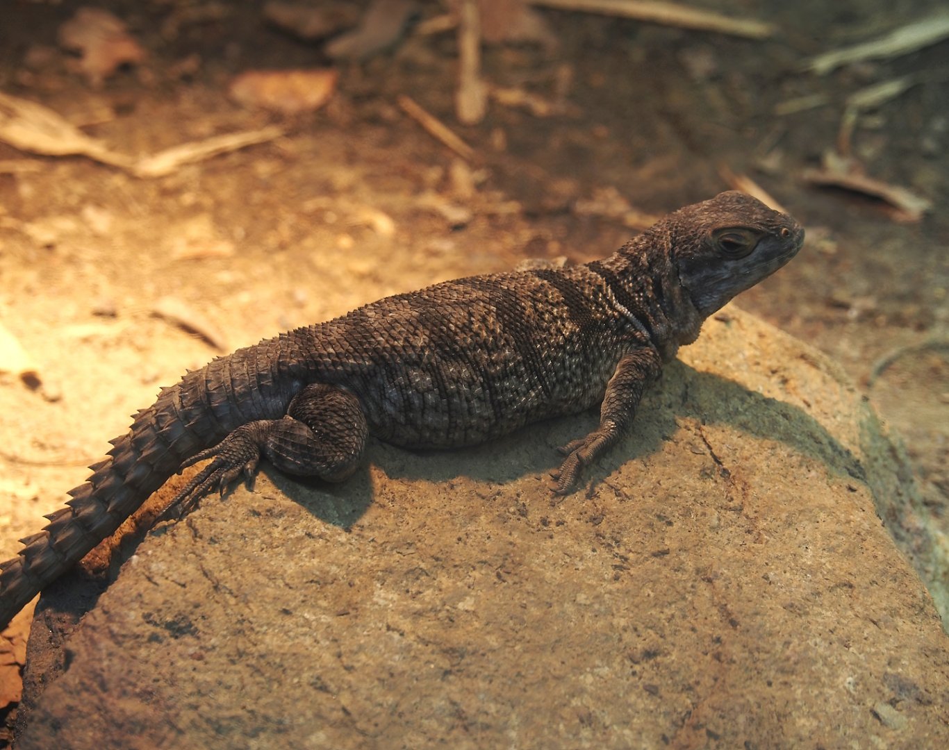 Cuvier's madagascar swift (Oplurus cuvieri), 2024-06-30