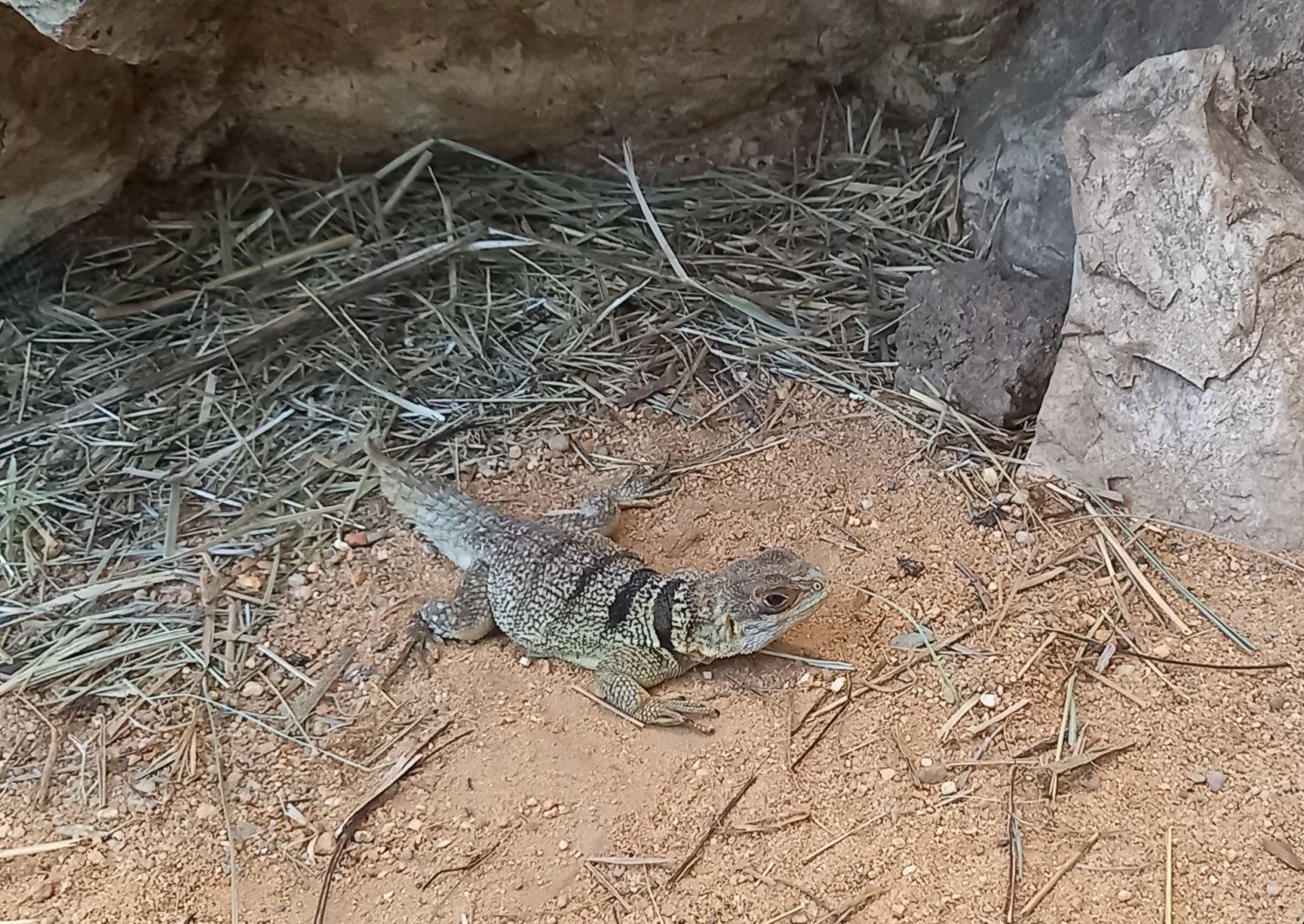 Cuvier's Madagascar swift - Oplurus cuvieri