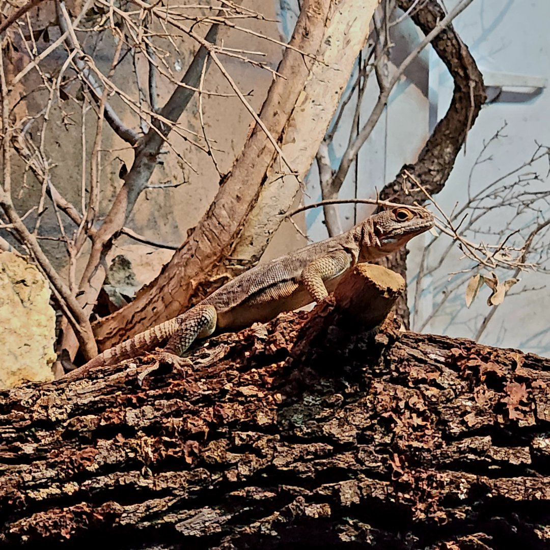 Cuvier's Madagascar Swift (Oplurus cuvieri)