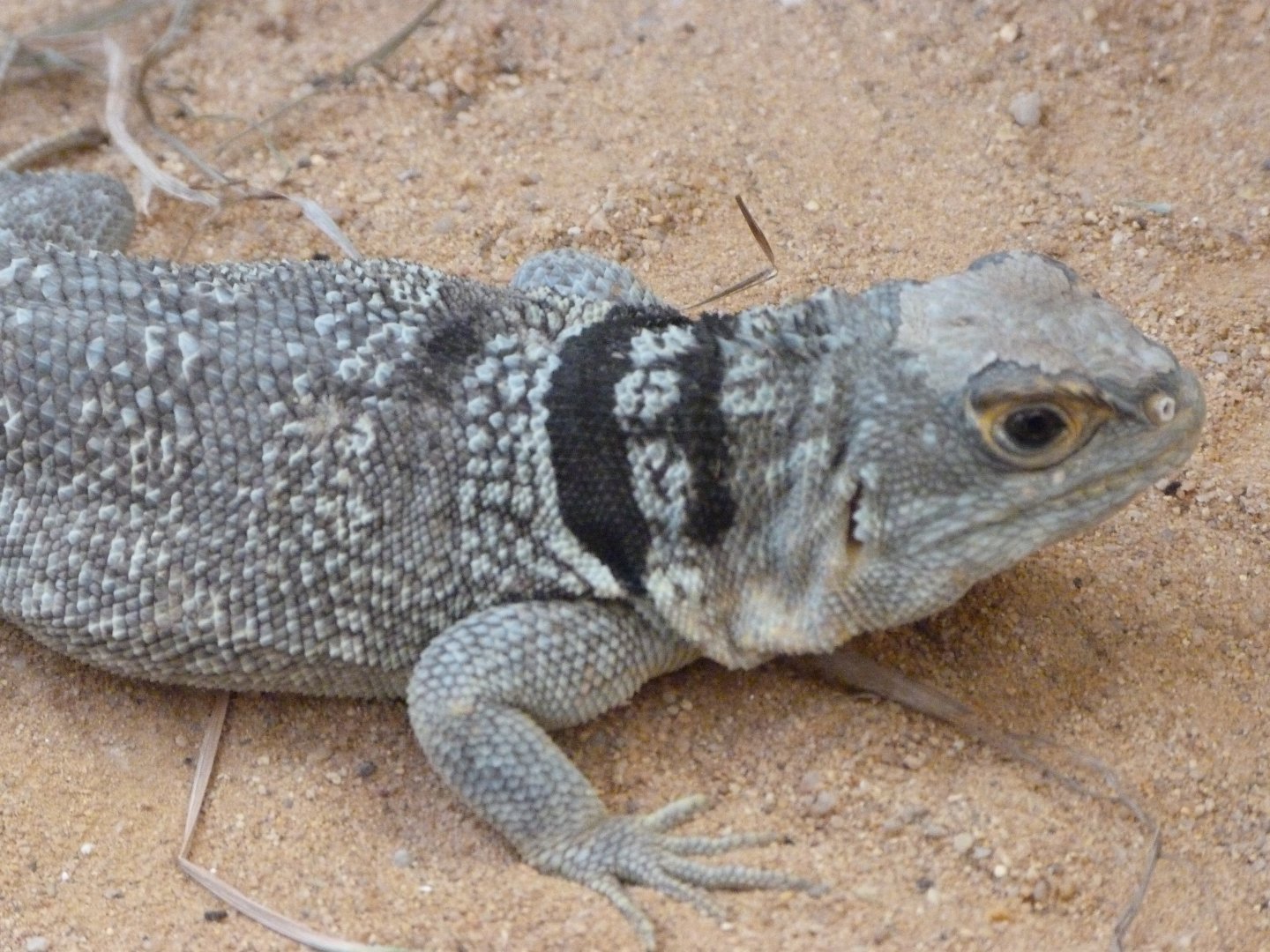 Cuvier's Madagascar swift -Zoo Plzeň (2025)