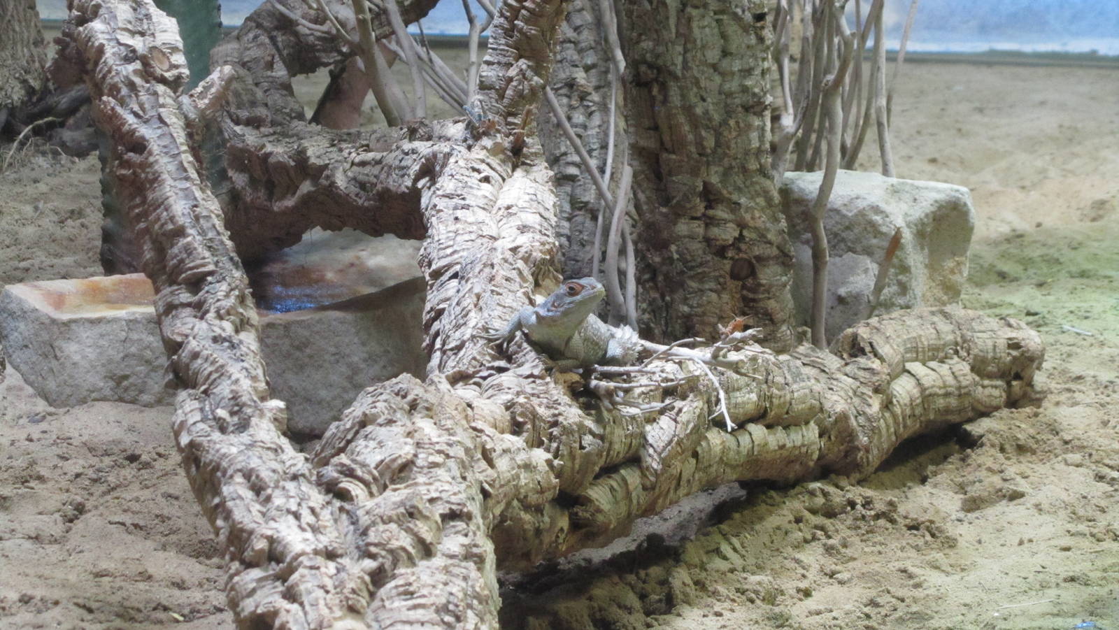 Cuvier's madagascar swift