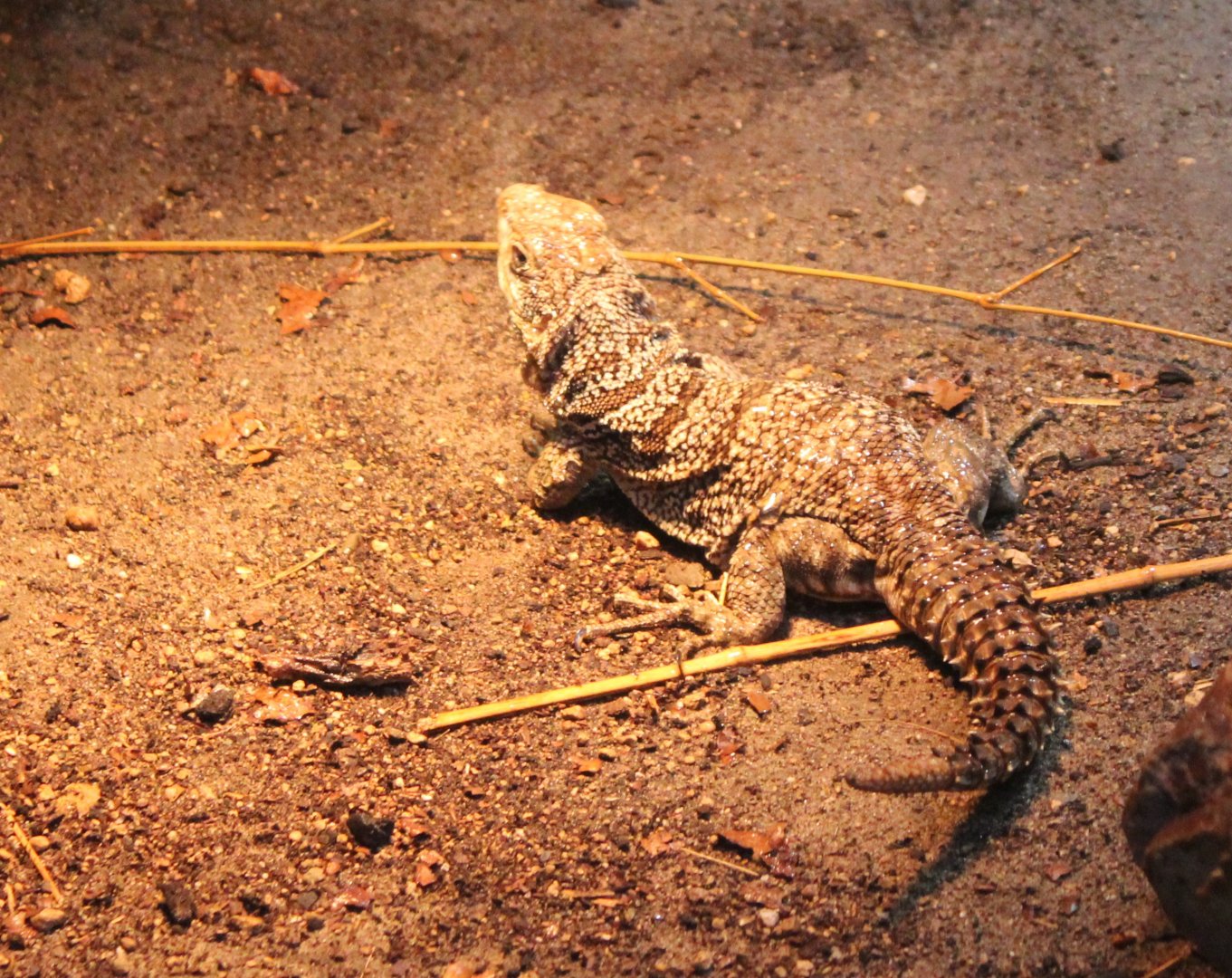 Cuvier's madagascar swift
