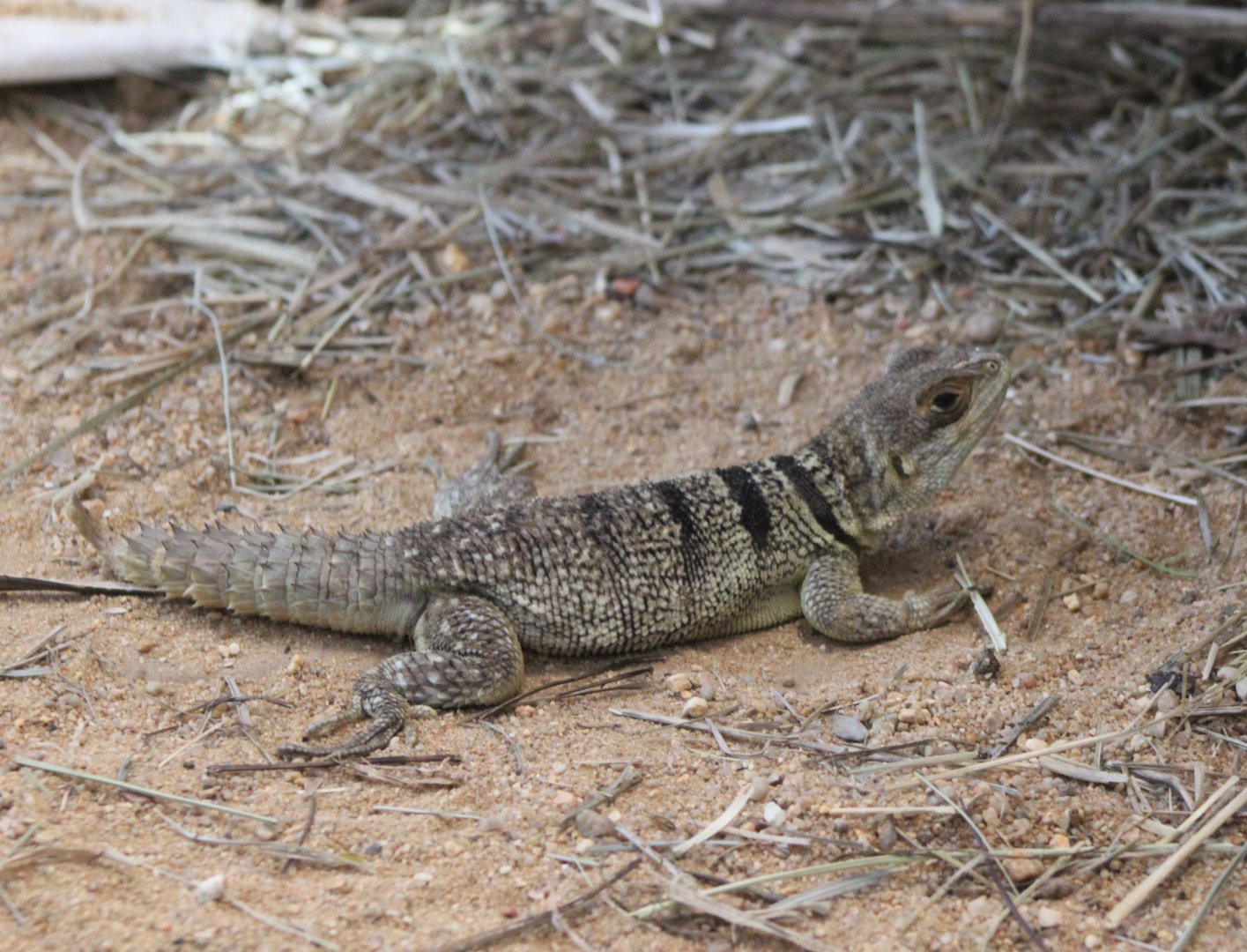 Cuvier's Madagascar swift