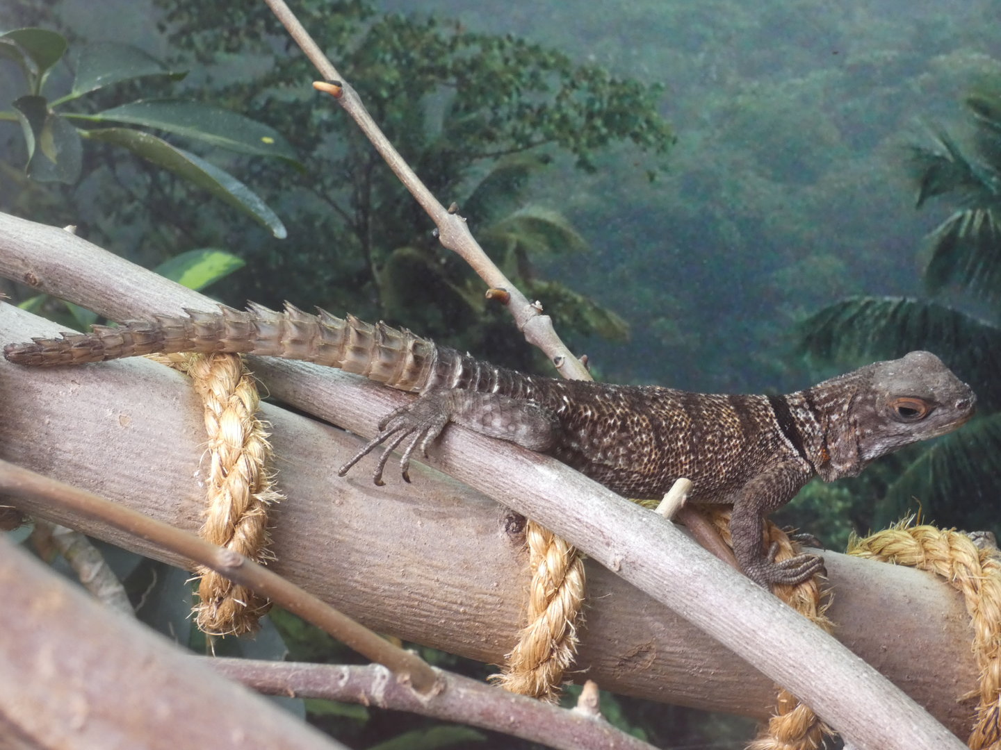 Cuvier's Madagascar swift