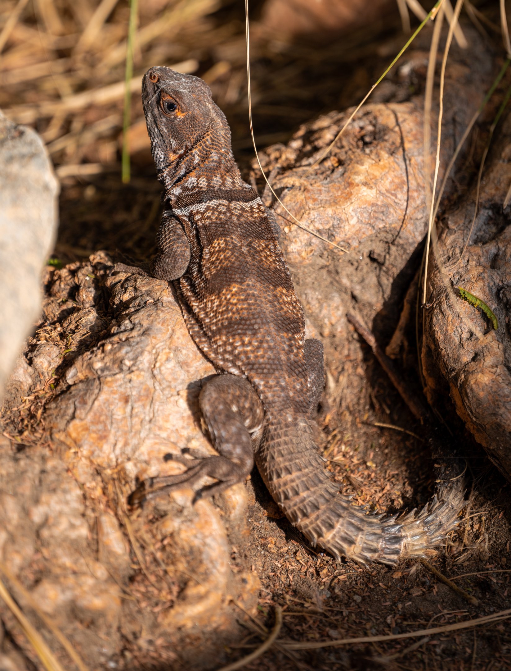Cuvier’s Madagascar Swift
