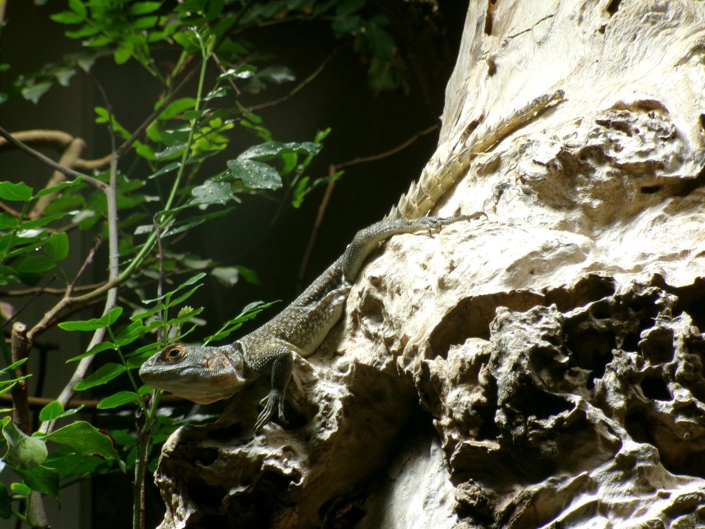 Cuvier's madagascar swift