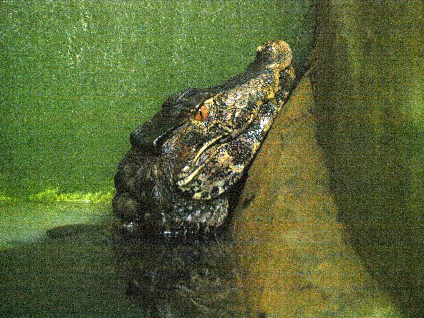 Cuvier's smooth-fronted caiman