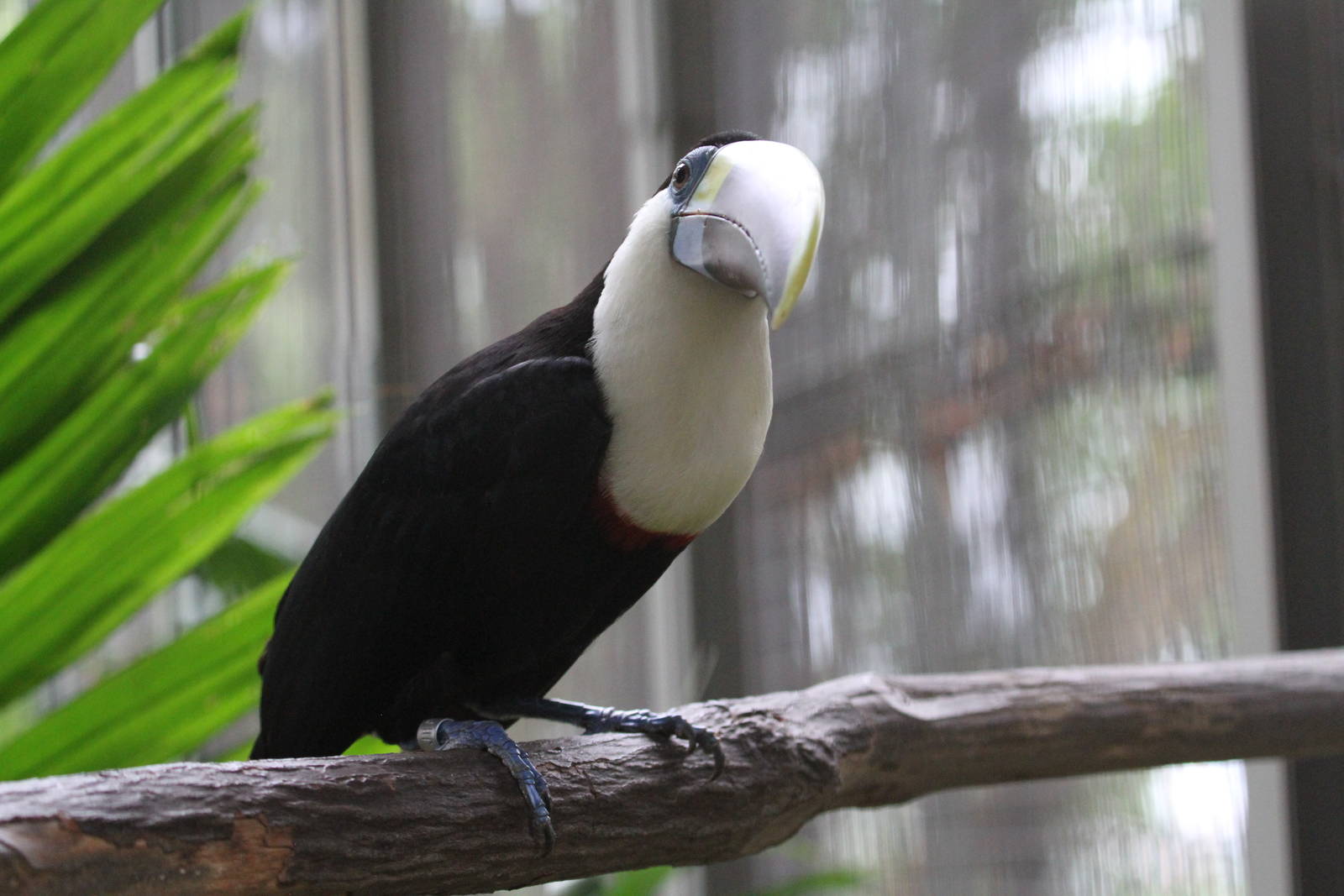 Cuvier's Toucan