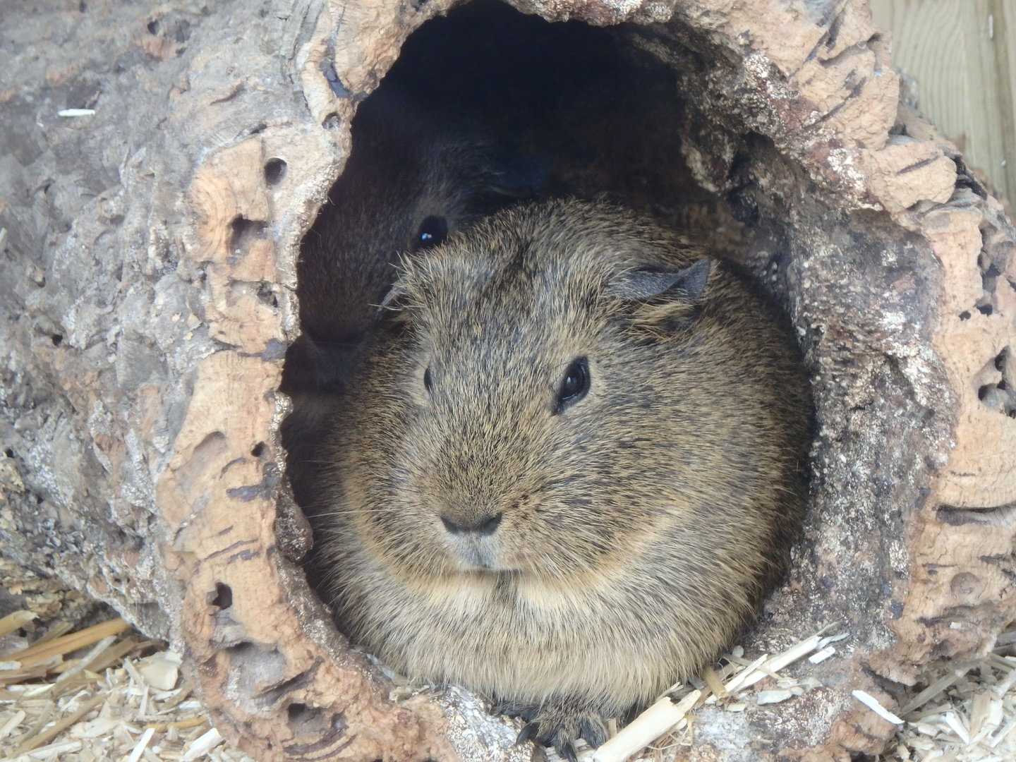Cuy/ "wild" guinea pig