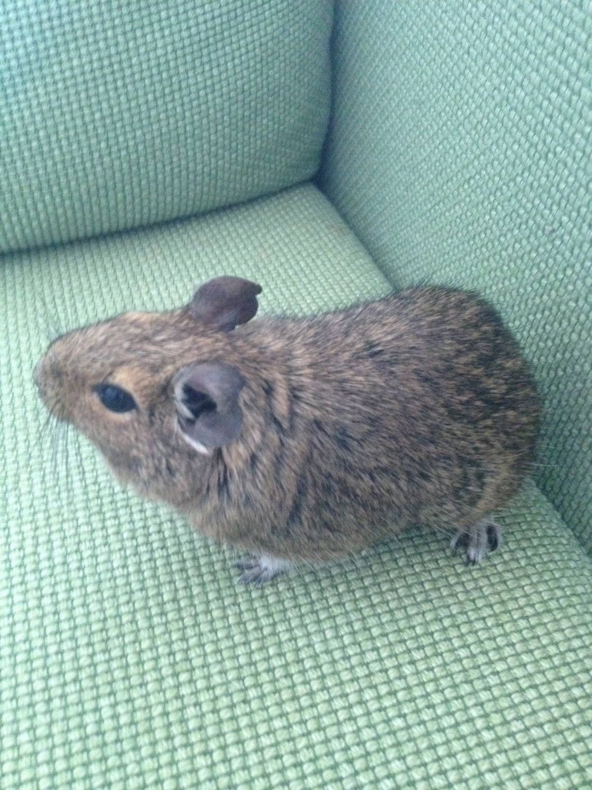 Cuzco my Degu