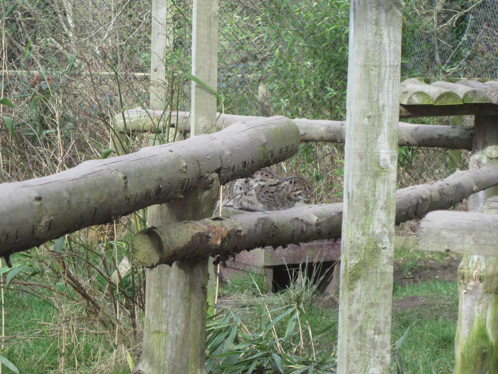 CWP Curraghs Wildlife Park