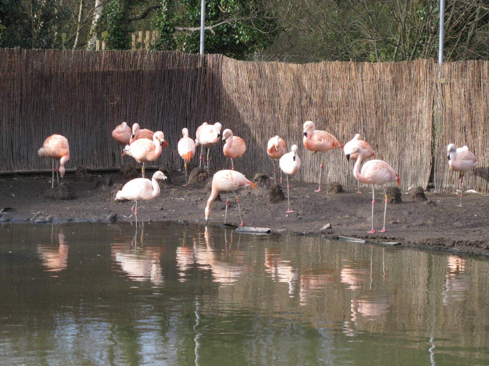 CWP Curraghs Wildlife Park