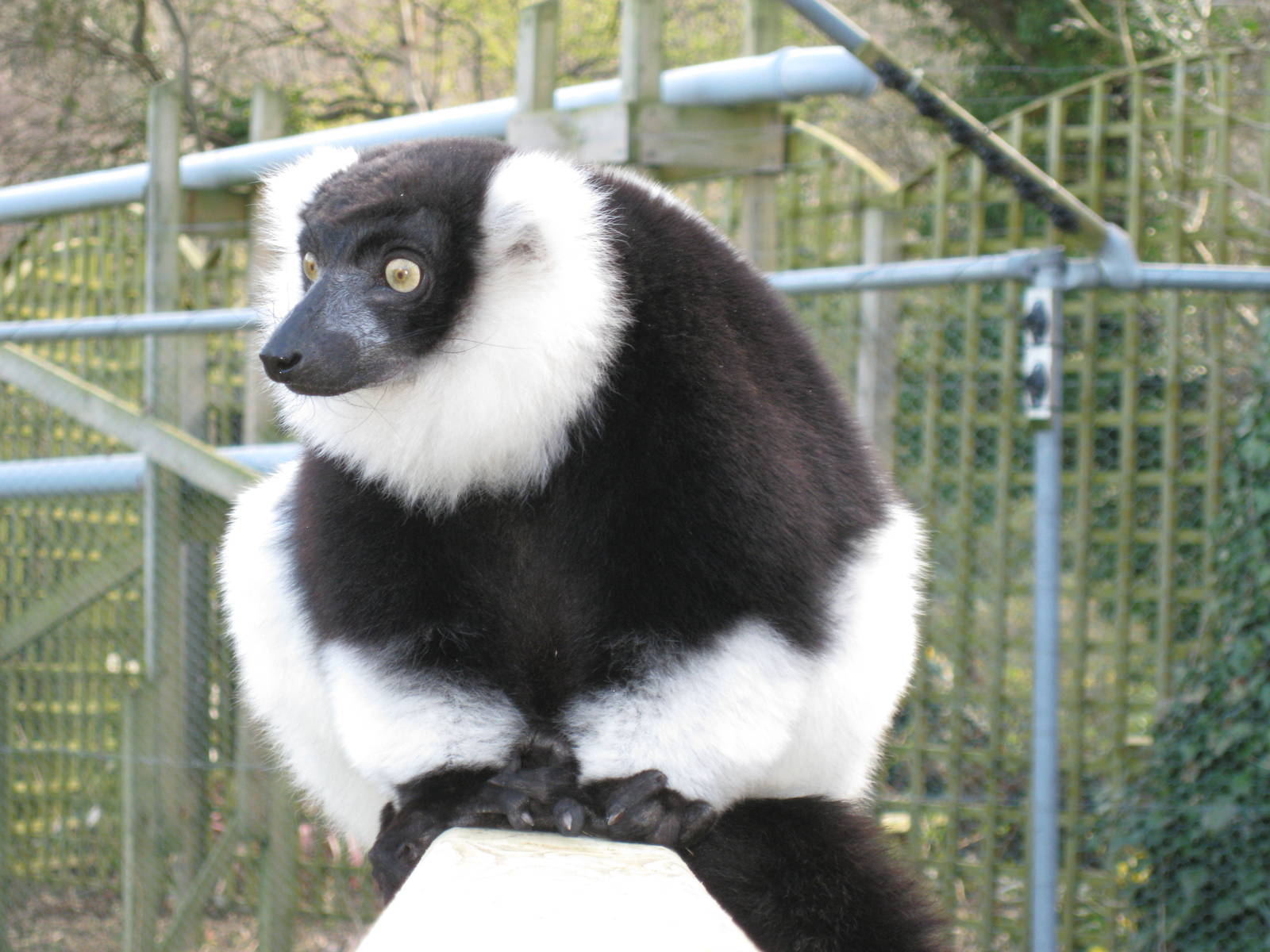 CWP Curraghs Wildlife Park