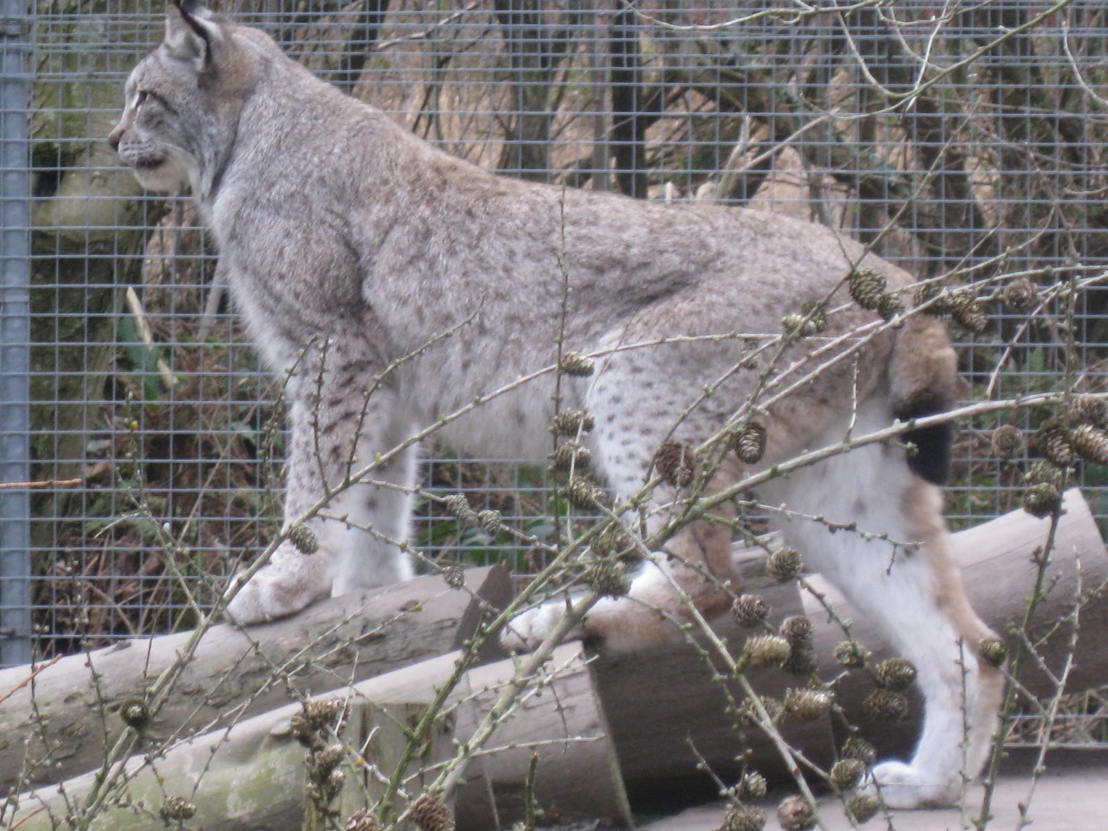 CWP Curraghs Wildlife Park