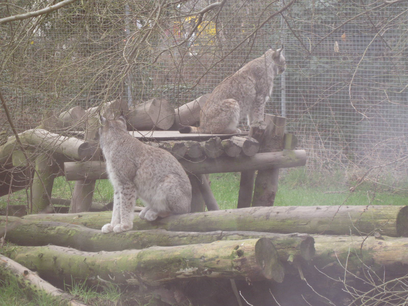 CWP Curraghs Wildlife Park
