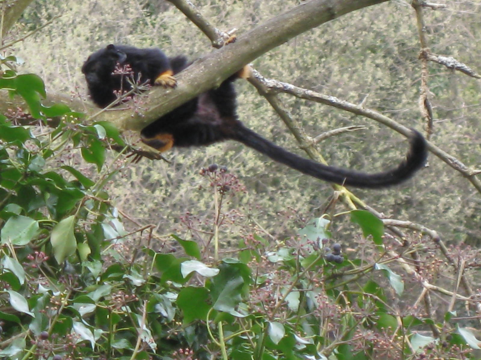 CWP Curraghs Wildlife Park
