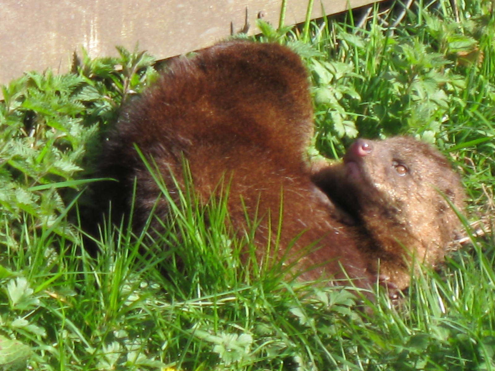 CWP Curraghs Wildlife Park