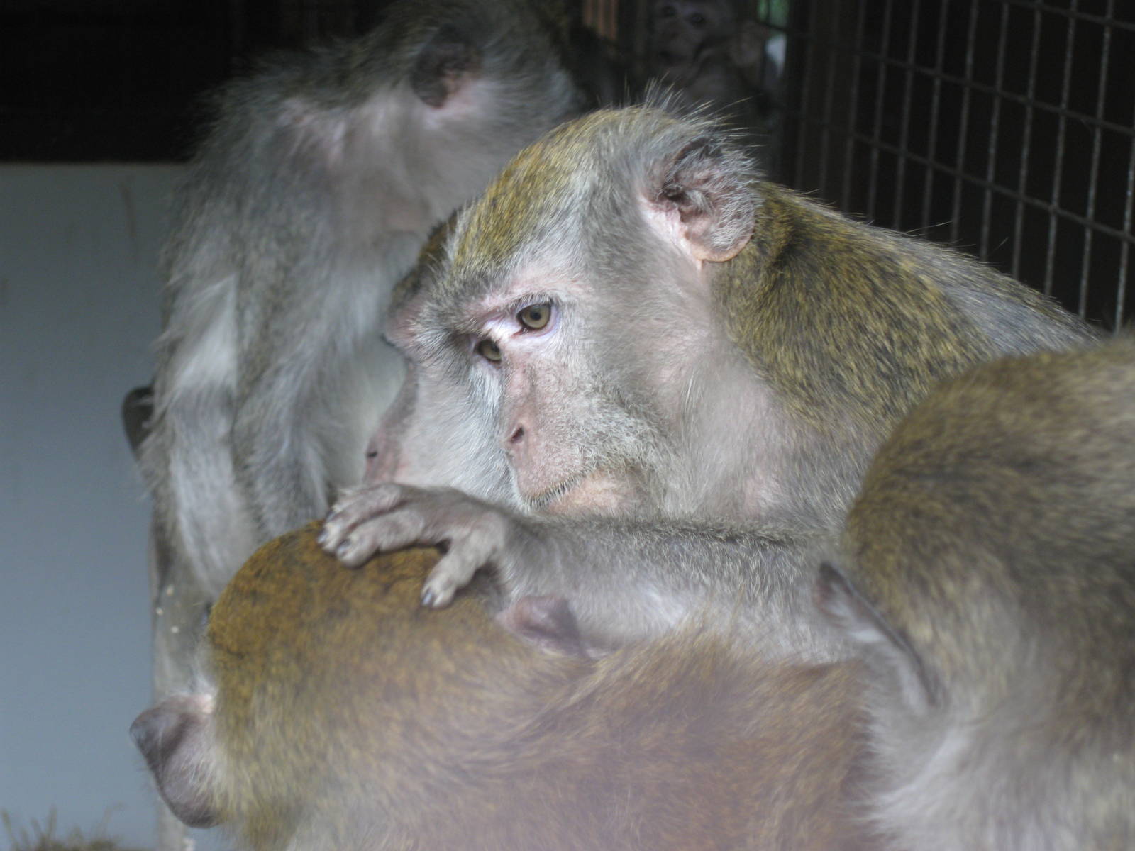 CWP Curraghs Wildlife Park