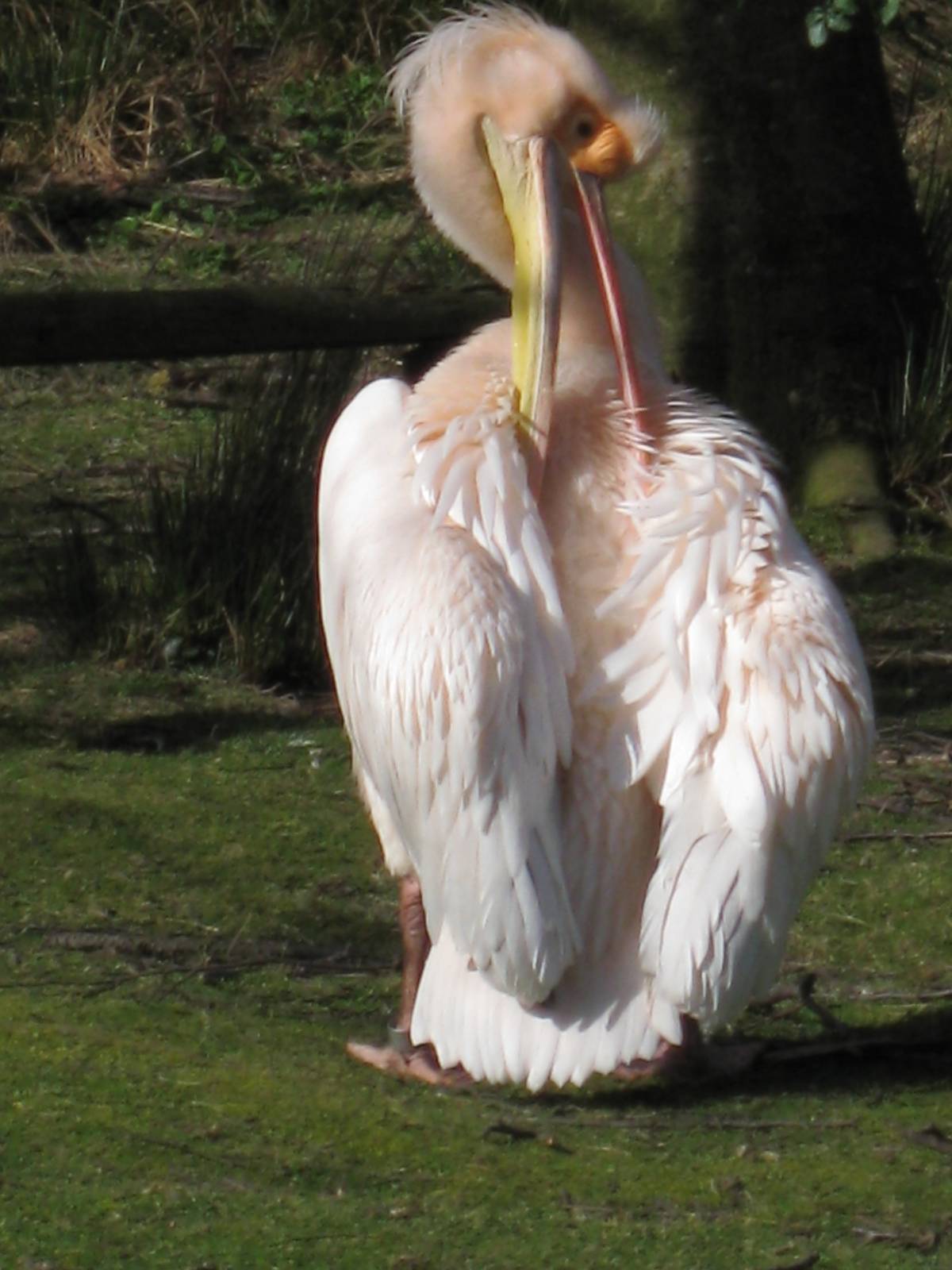 CWP Curraghs Wildlife Park