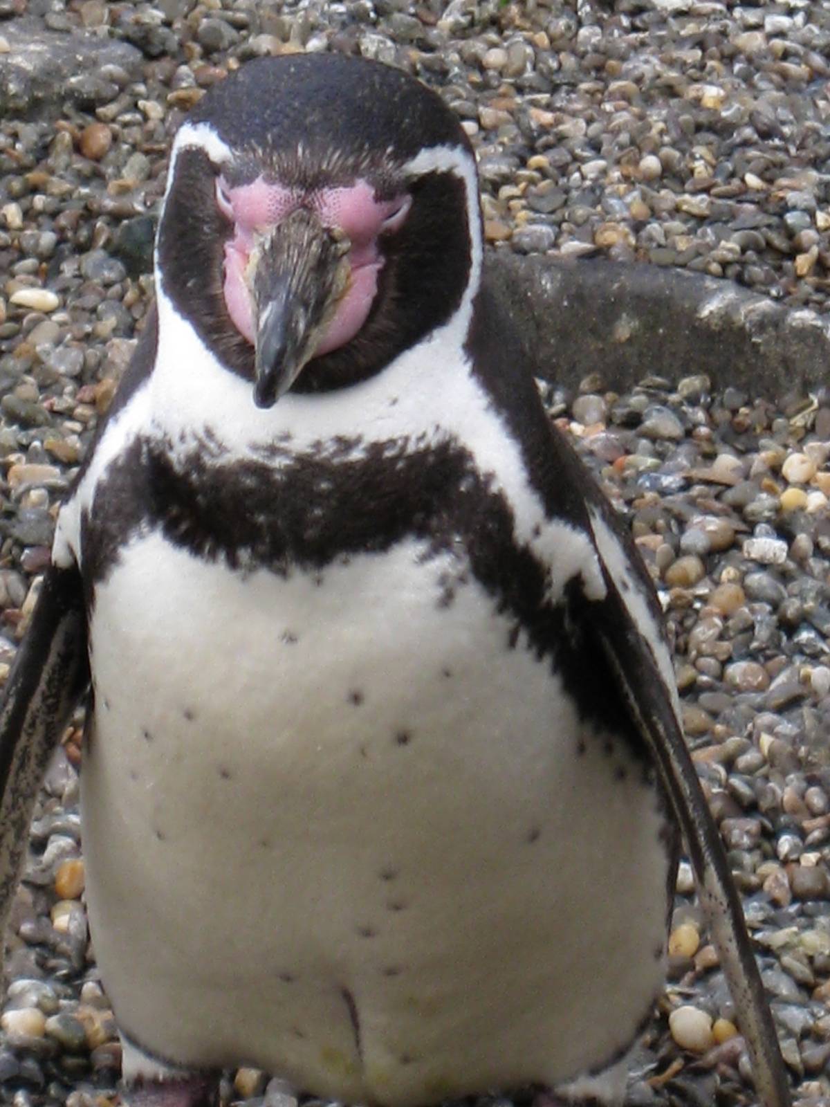 CWP Curraghs Wildlife Park