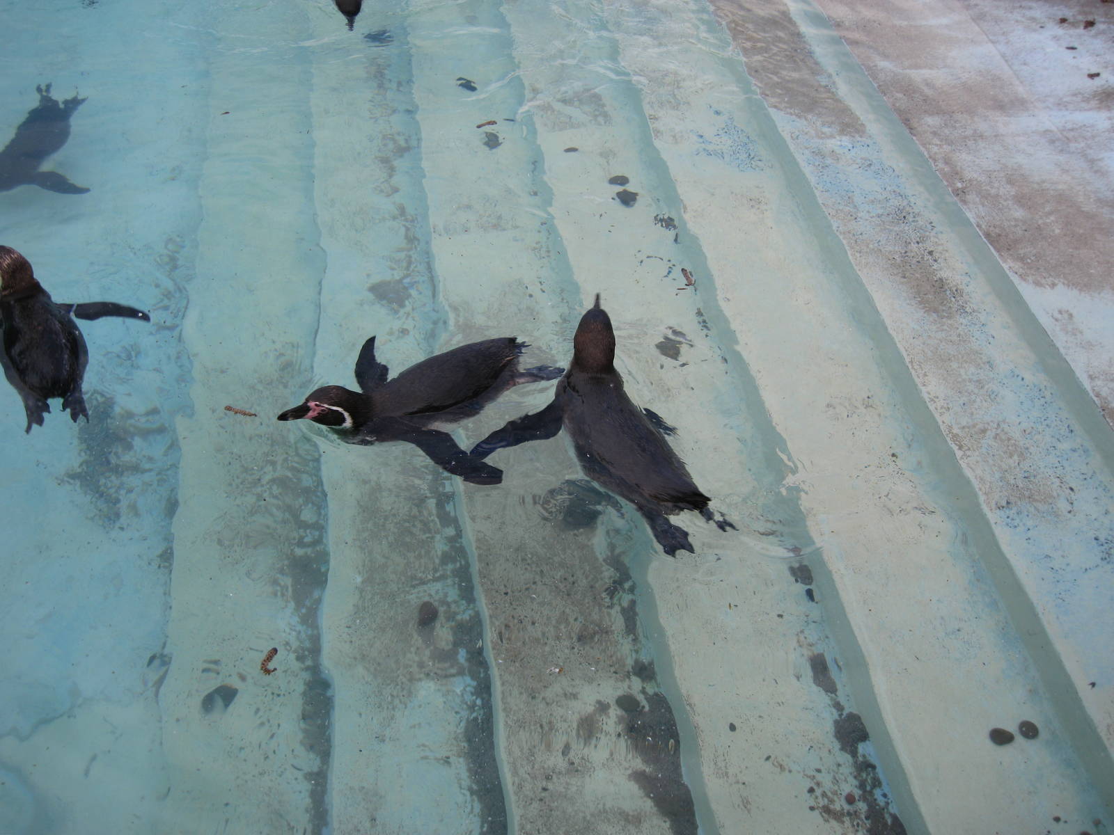 CWP Curraghs Wildlife Park