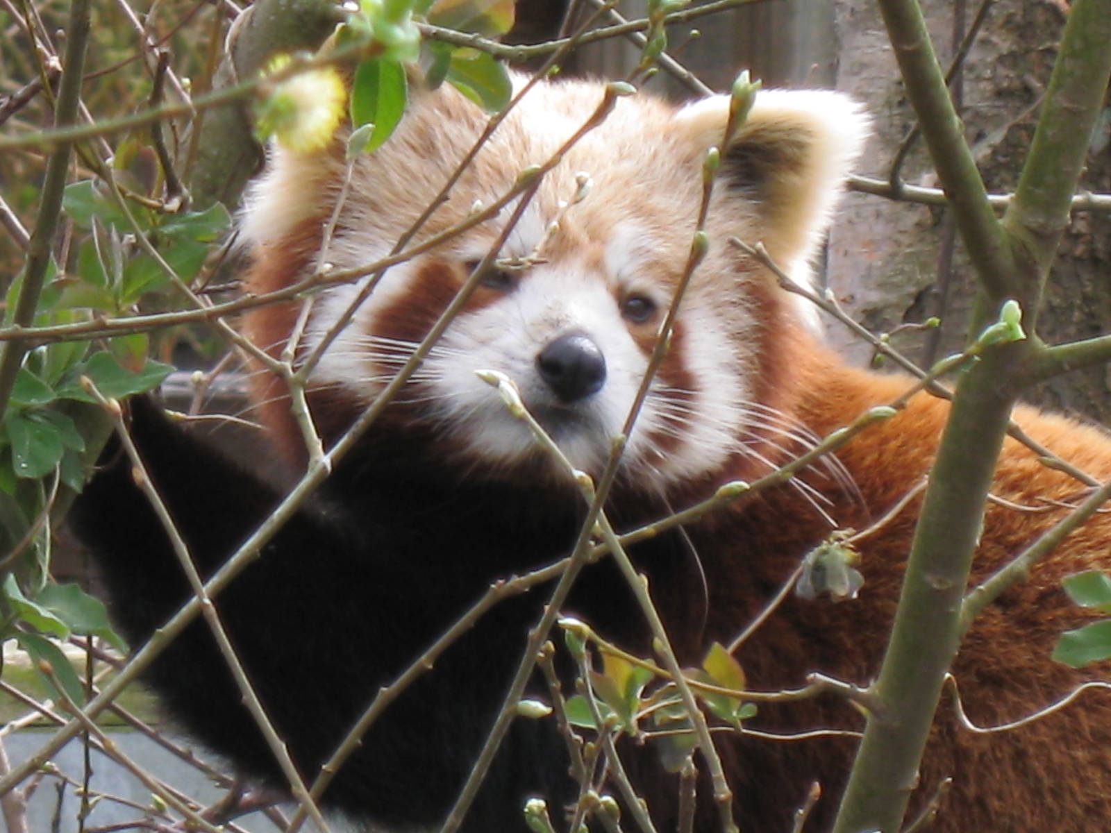 CWP Curraghs Wildlife Park