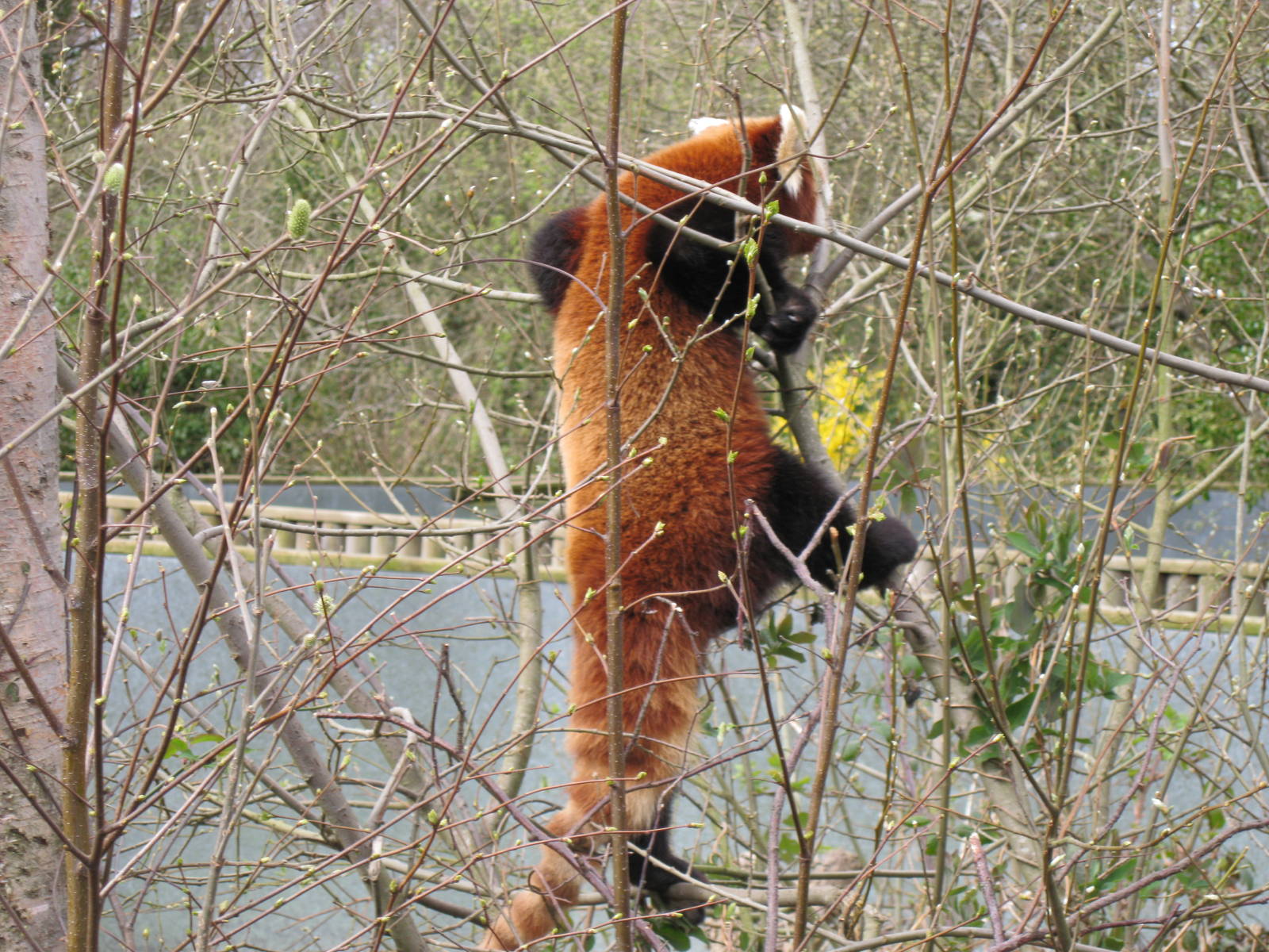 CWP Curraghs Wildlife Park