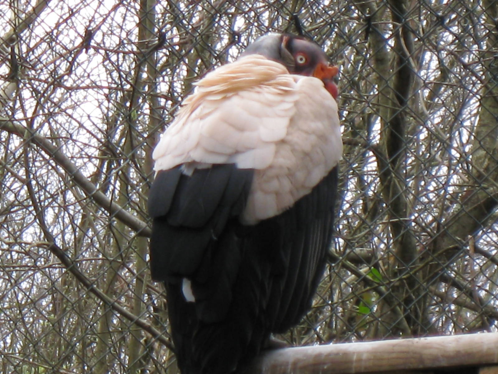 CWP Curraghs Wildlife Park
