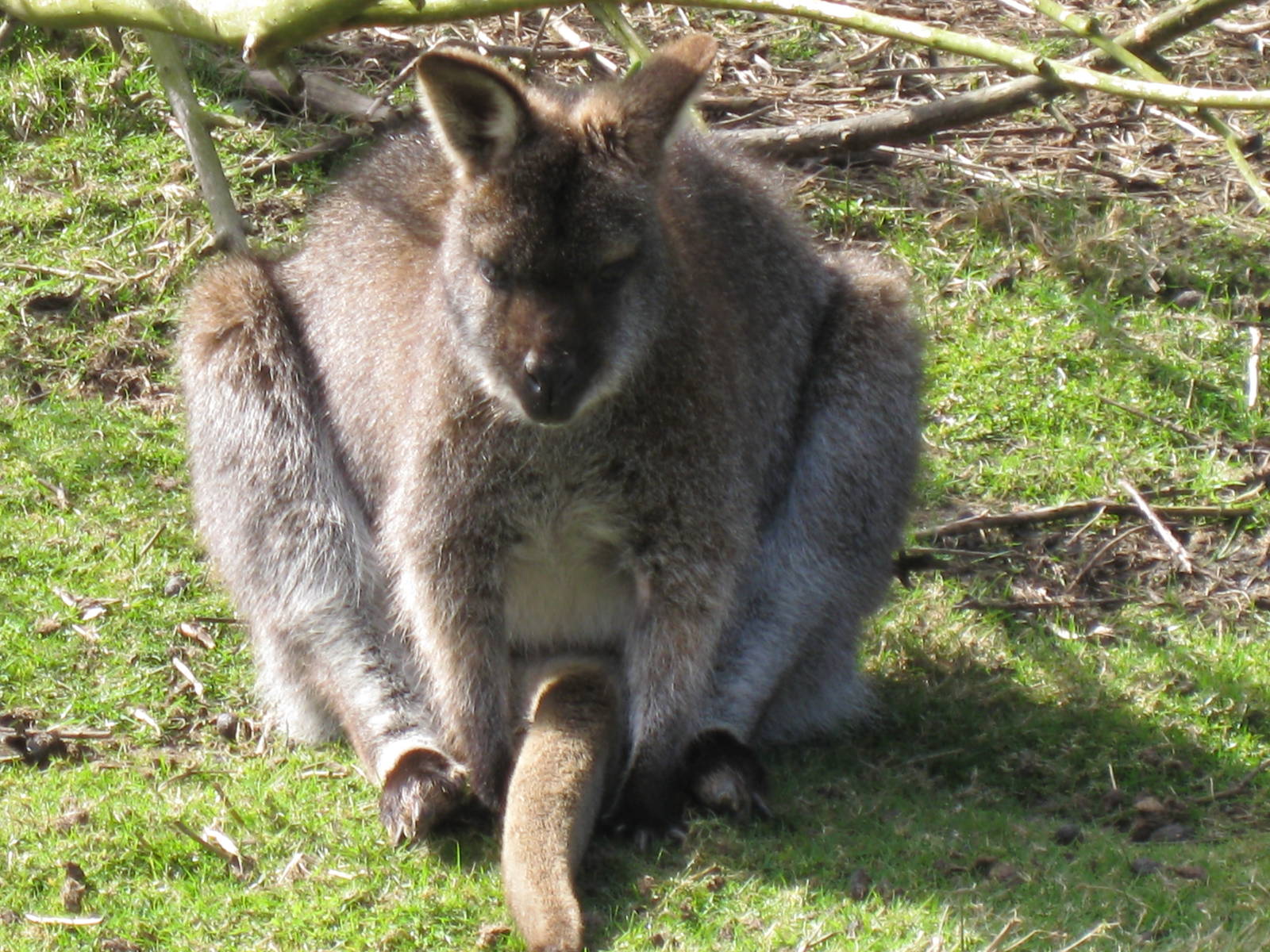 CWP Curraghs Wildlife Park