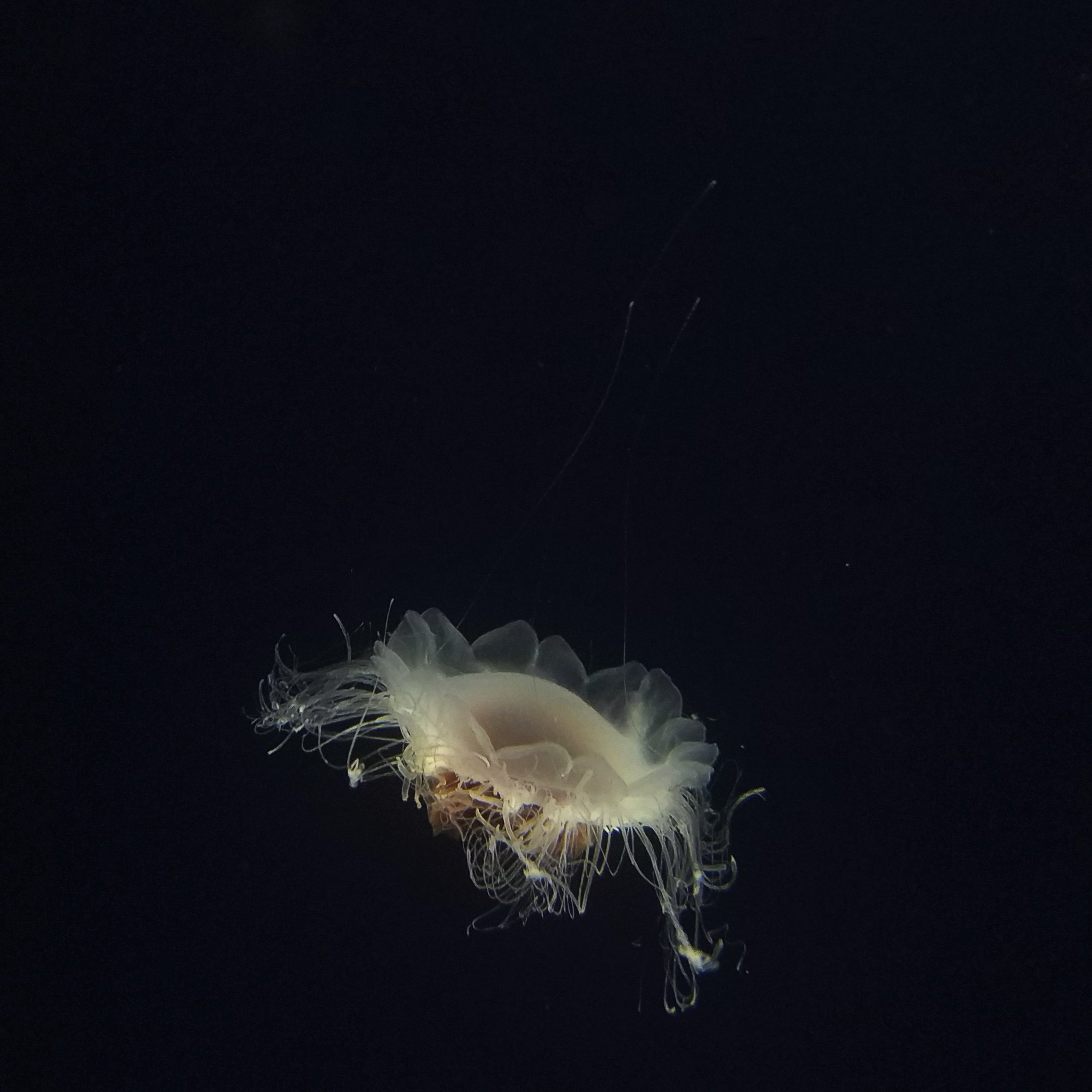 Cyanea capillata