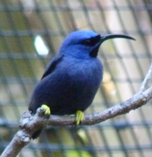 Cyanerpes caeruleus