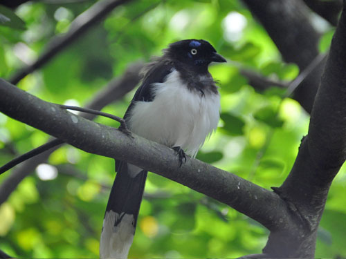 Cyanocorax affinis / Black-chested jay at Bioparque Ukumari
