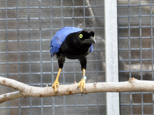 Cyanocorax beecheii / Purplish-backed jay at Houston Zoo