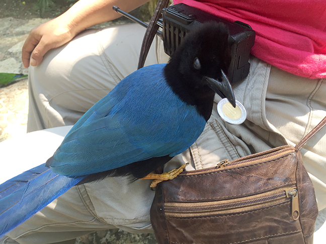 Cyanocorax yucatanicus