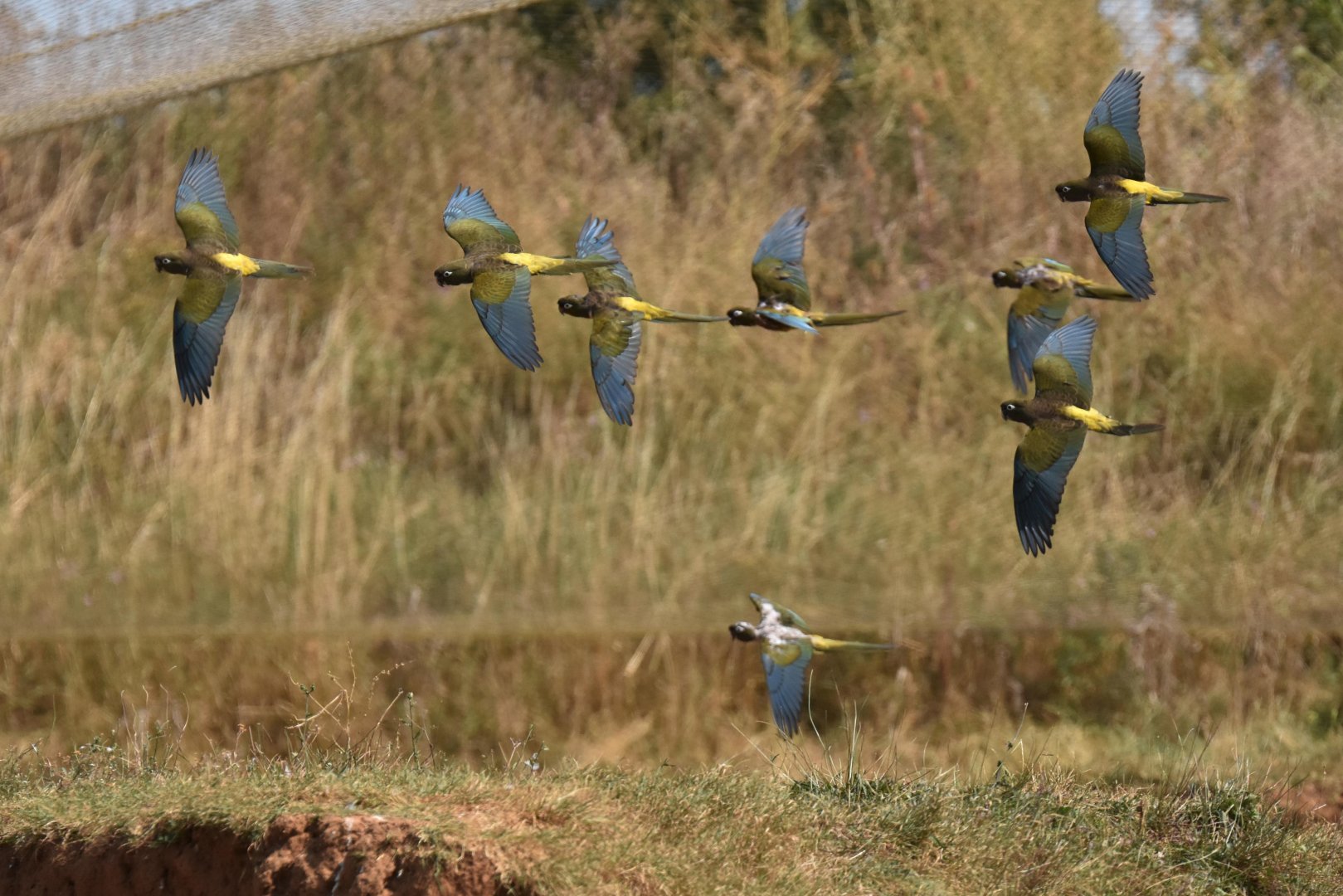 Cyanoliseus patagonus bloxami