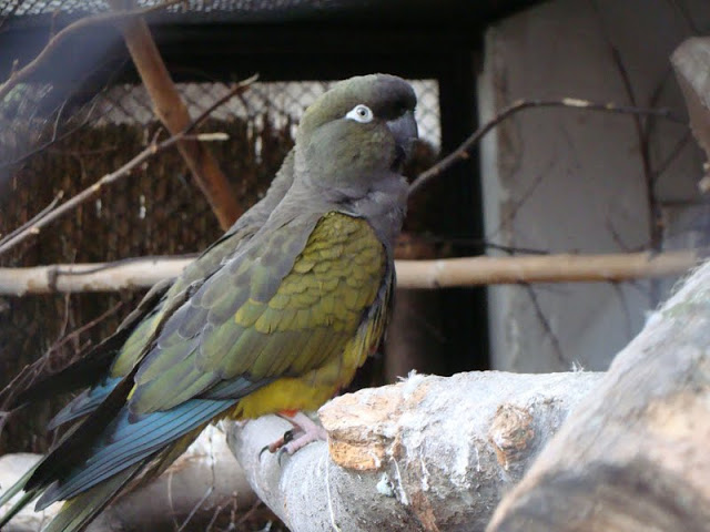 Cyanoliseus patagonus