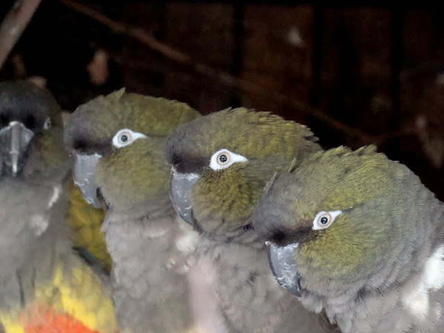 Cyanoliseus patagonus