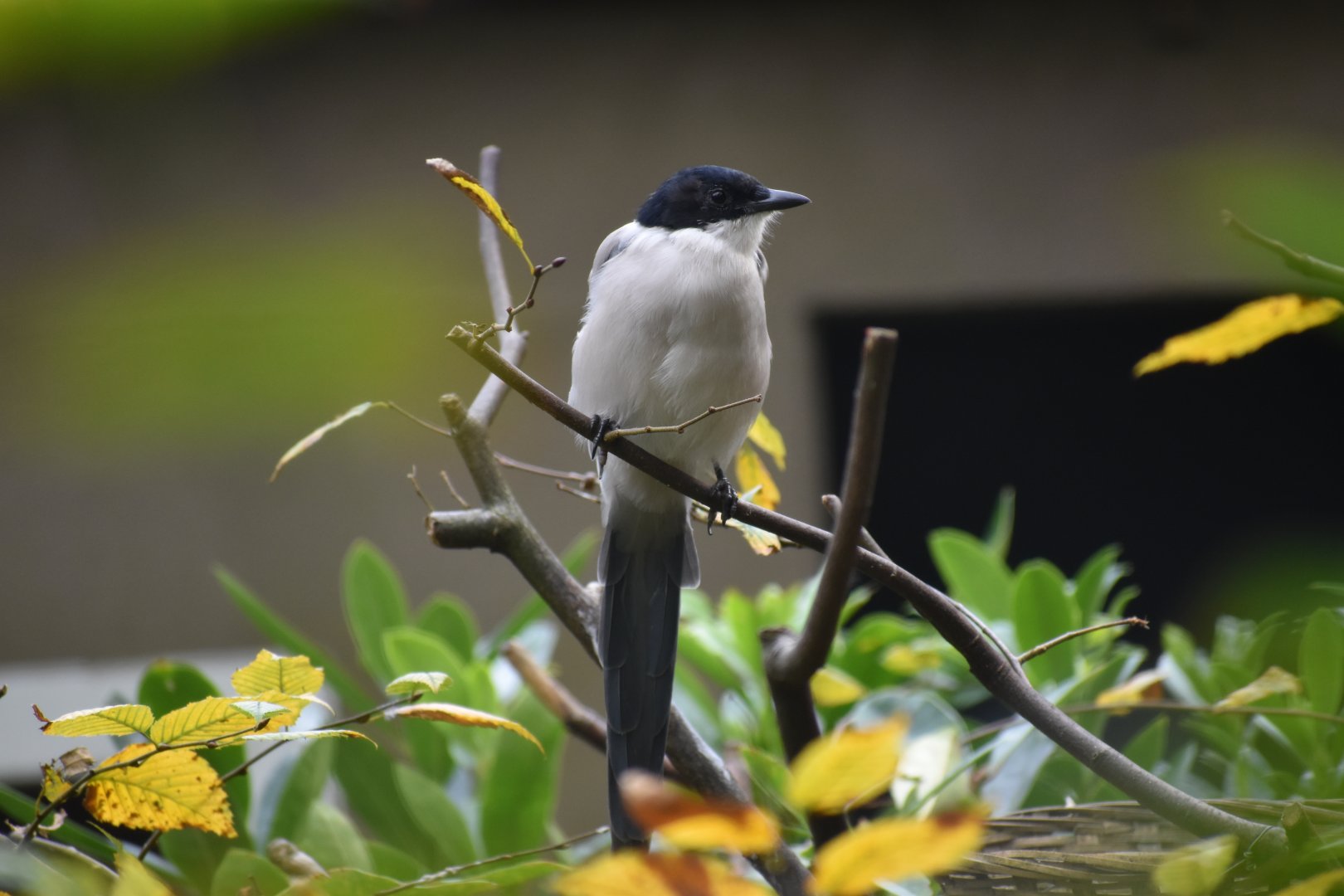 Cyanopica cyanus - Azure-winged Magpie