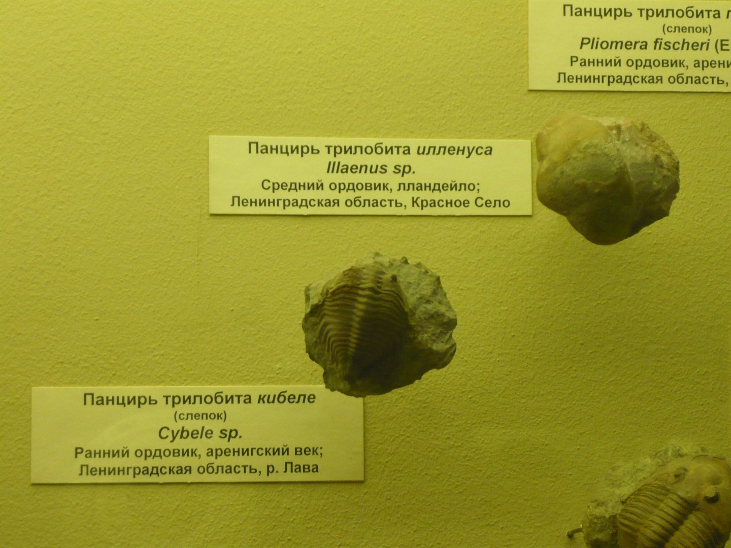 Cybele sp. (cast) and Illaenus sp.