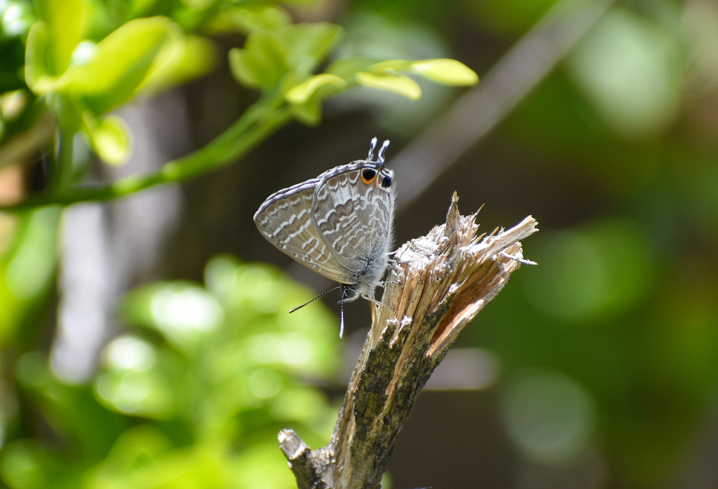 Cycad Blue, Theclinesthes onycha