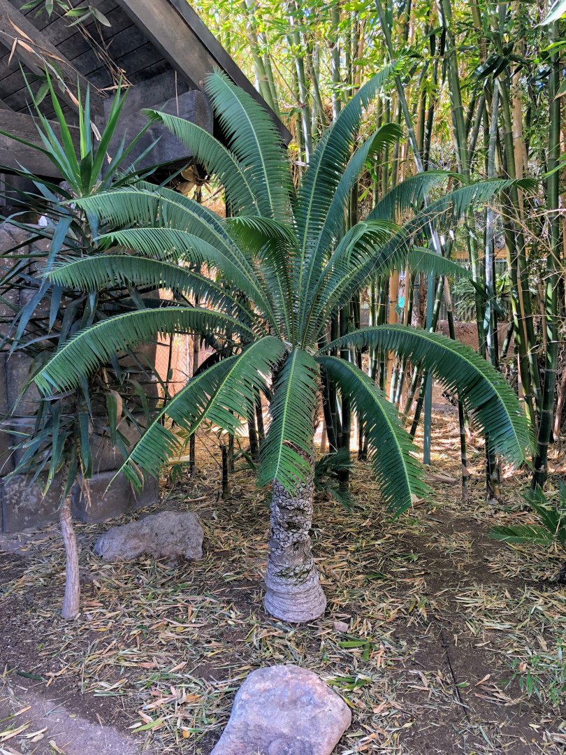 Cycad in South America area