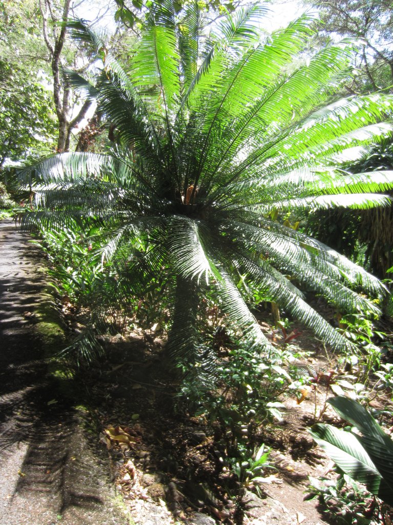 Cycad