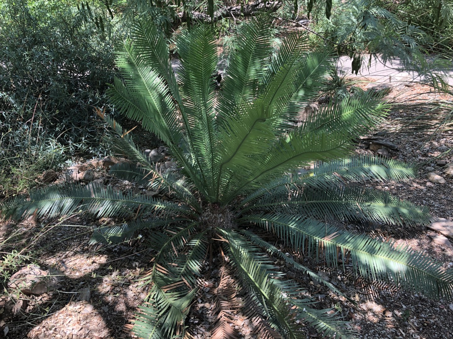 cycad