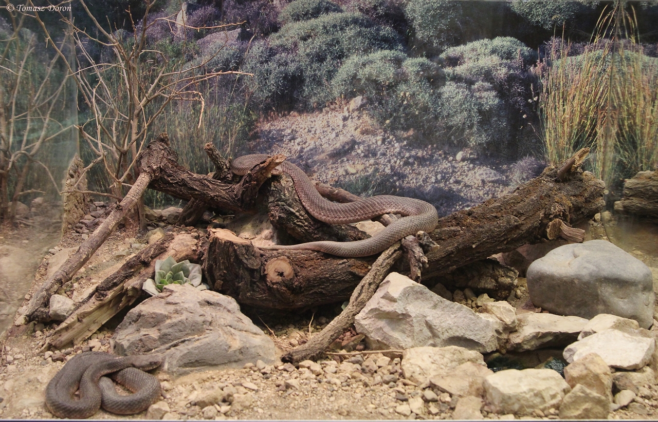 Cyclades Blunt-nosed Viper - enclosure
