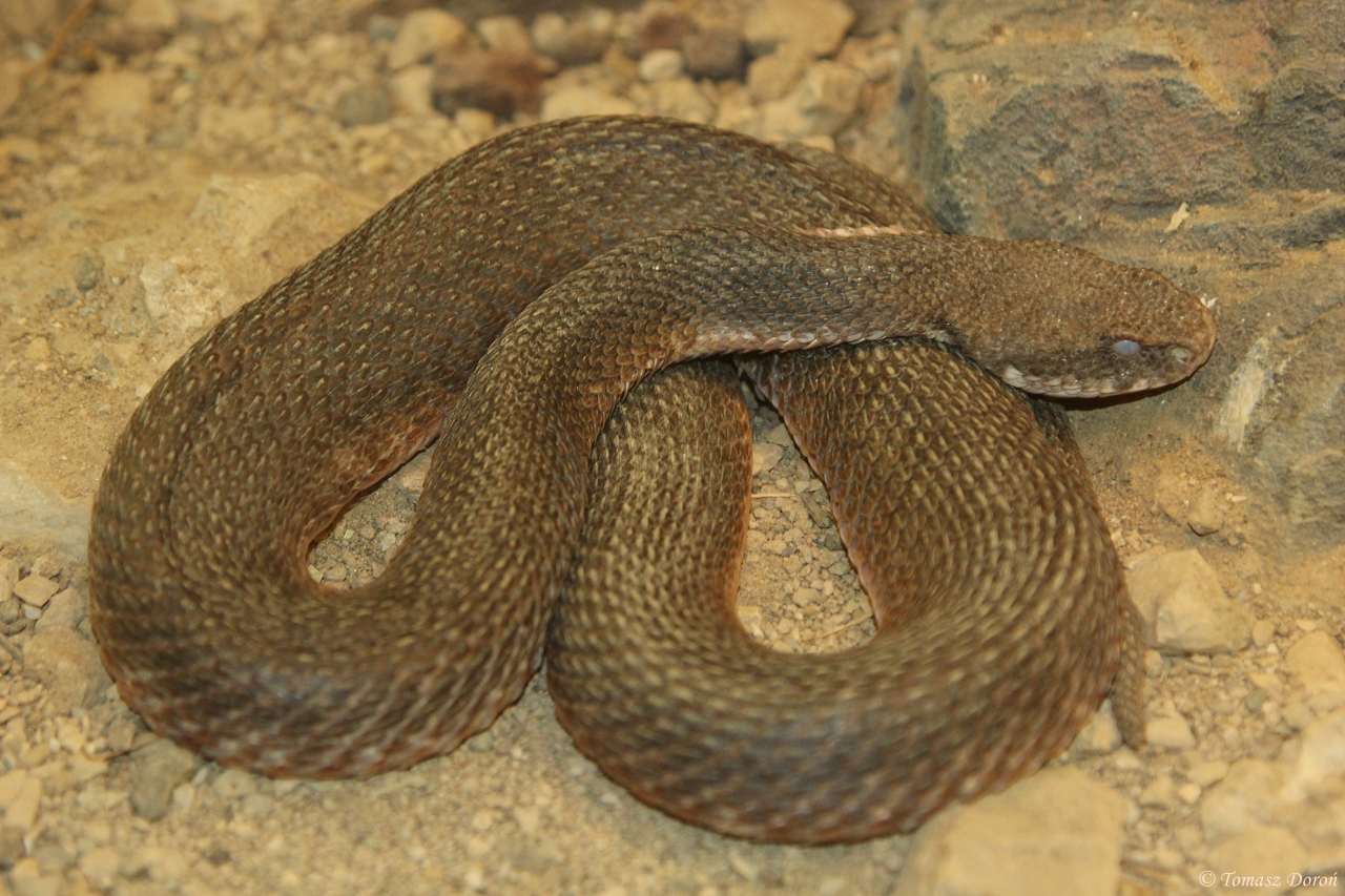 Cyclades Blunt-nosed Viper (Macrovipera schweizeri)
