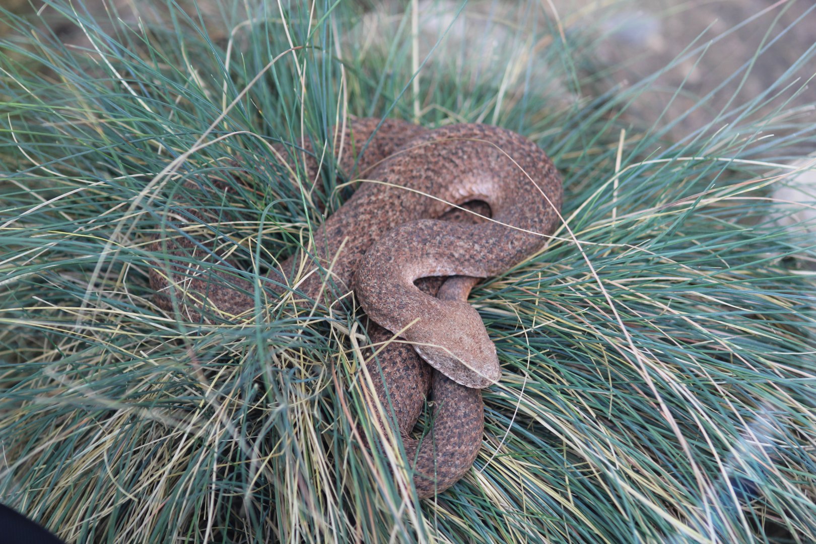 Cyclades Blunt-Nosed Viper